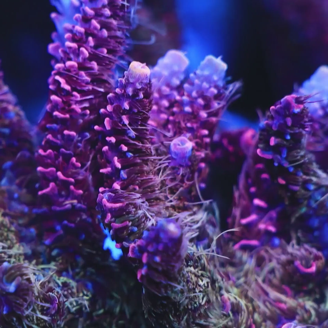 ローカル　マンモス2 コオイムシ TSA Woolly Mammoth Acropora Coral – Top Shelf Aquatics