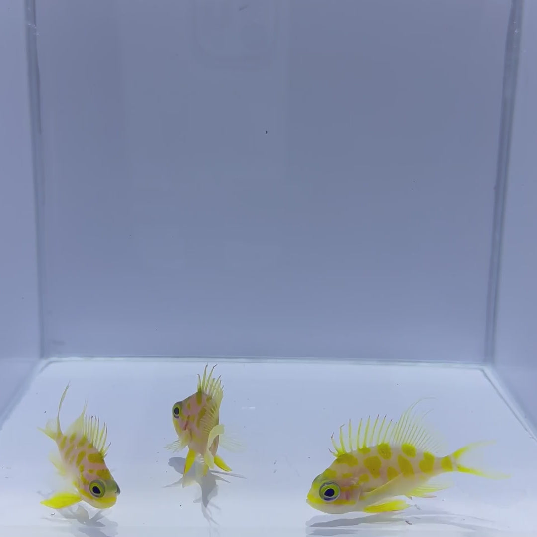 Borbonius Anthias main image 1