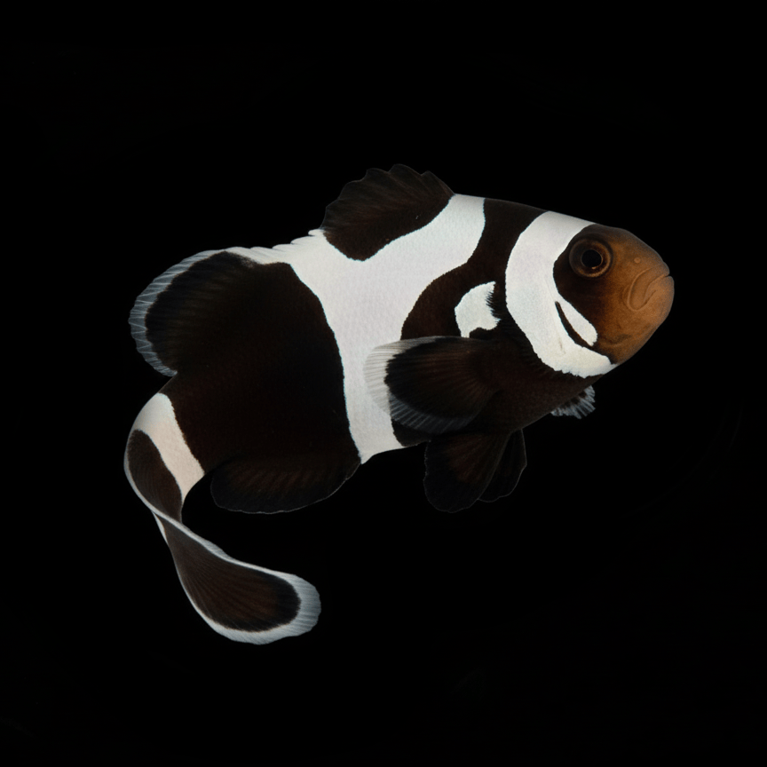 Black Gladiator Clownfish