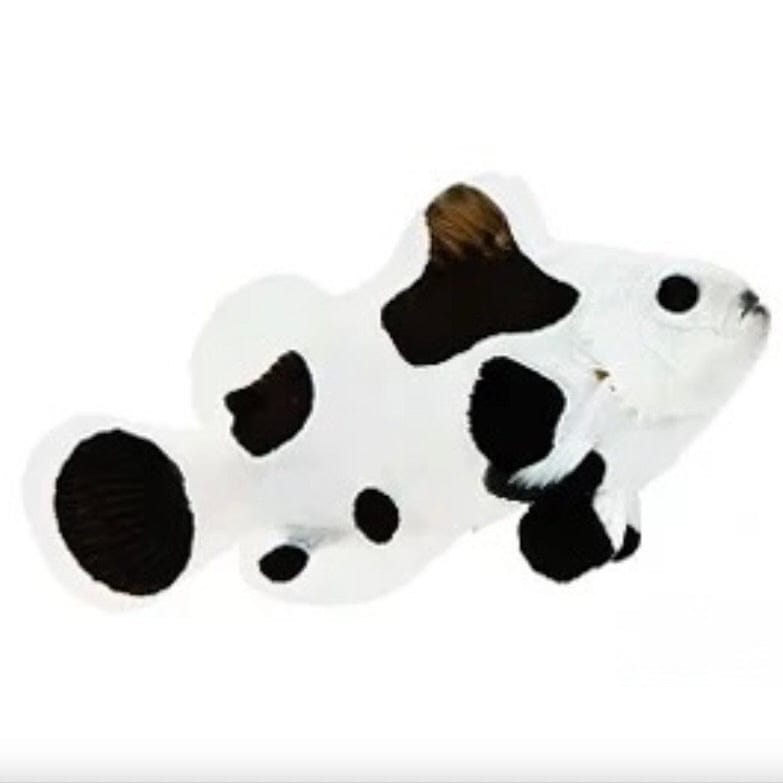 Black Storm Clownfish