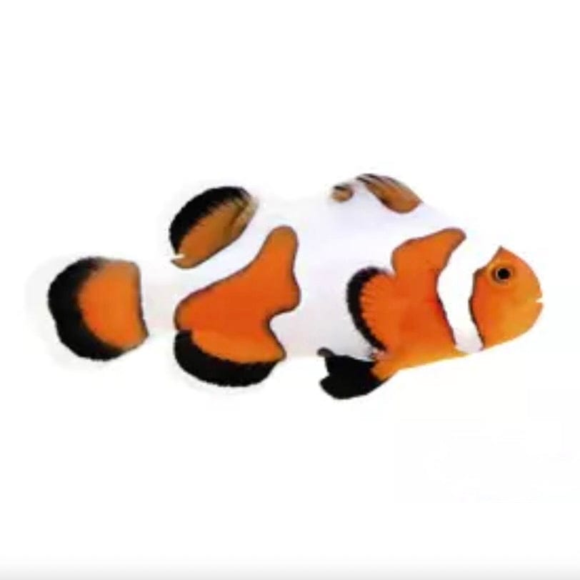 Extreme Gladiator Clownfish