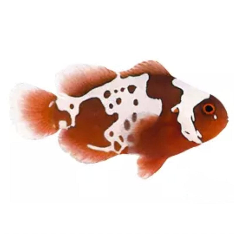 Gold x Lightning Maroon Clownfish