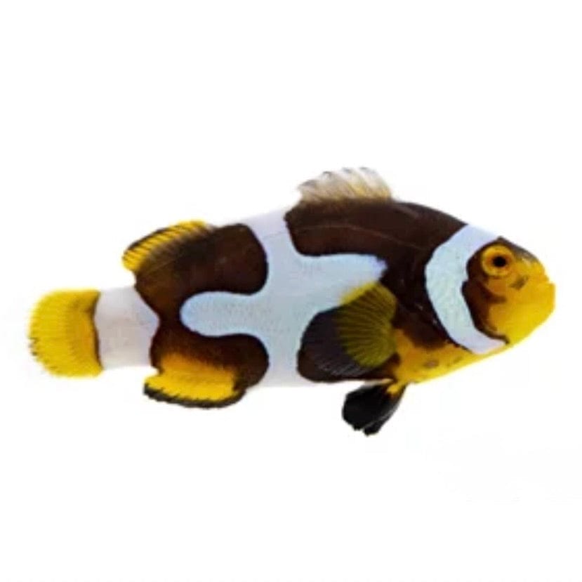 Onyx Picasso Clownfish