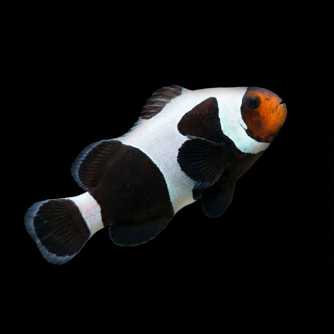 Premium Black Gladiator Clownfish