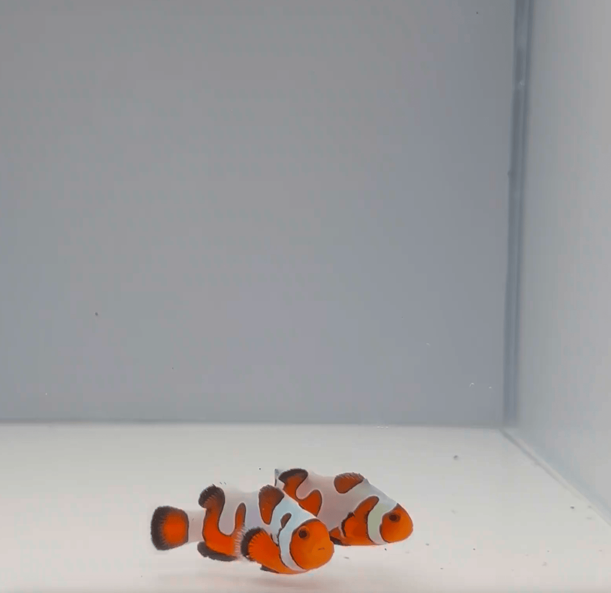 Premium Gladiator Clownfish