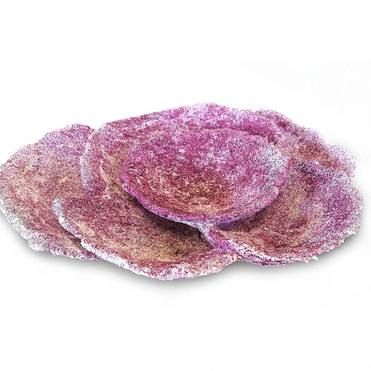 Mini Plate Corals - 1 Piece - Real Reef