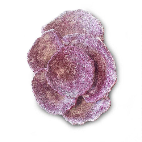 Mini Plate Corals - 1 Piece - Real Reef