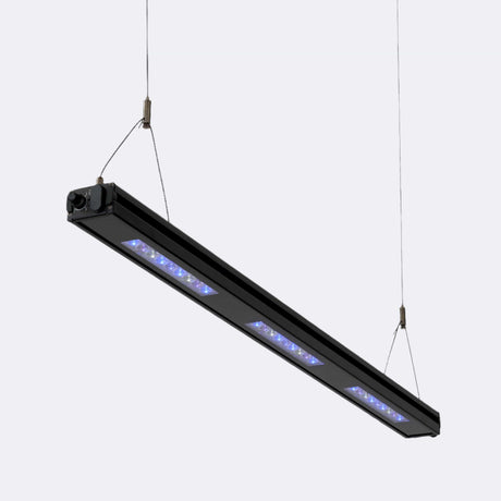 Edge 35 - Reef Breeders