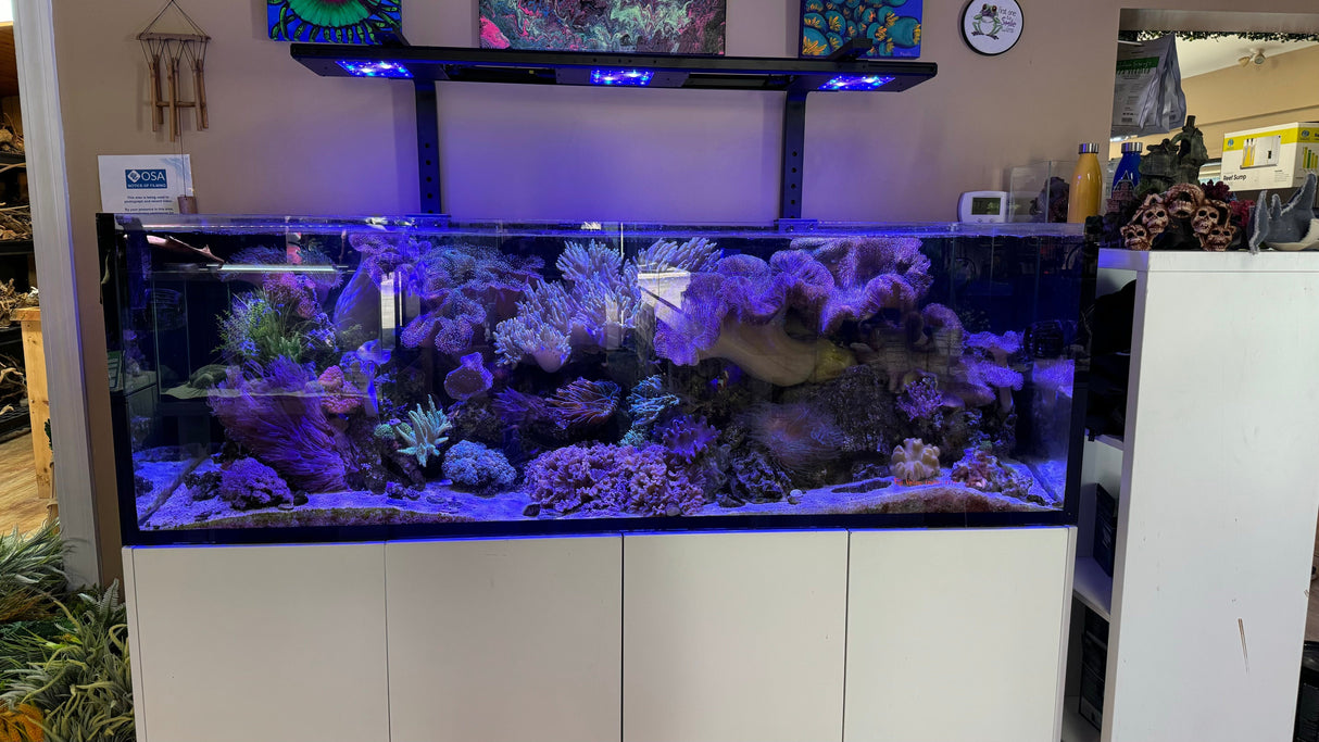 Meridian BOT Mount - Reef Breeders