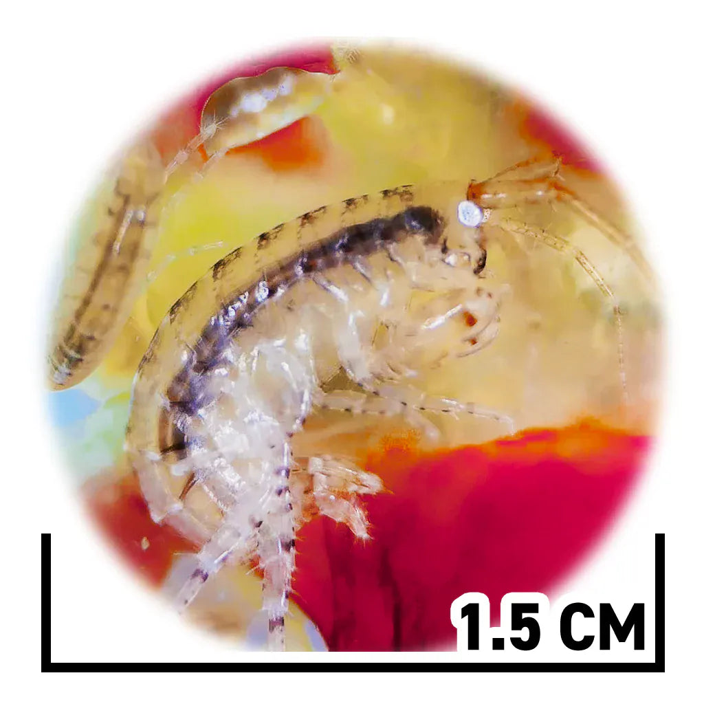 Amphipods - Sustainably Aquacultured