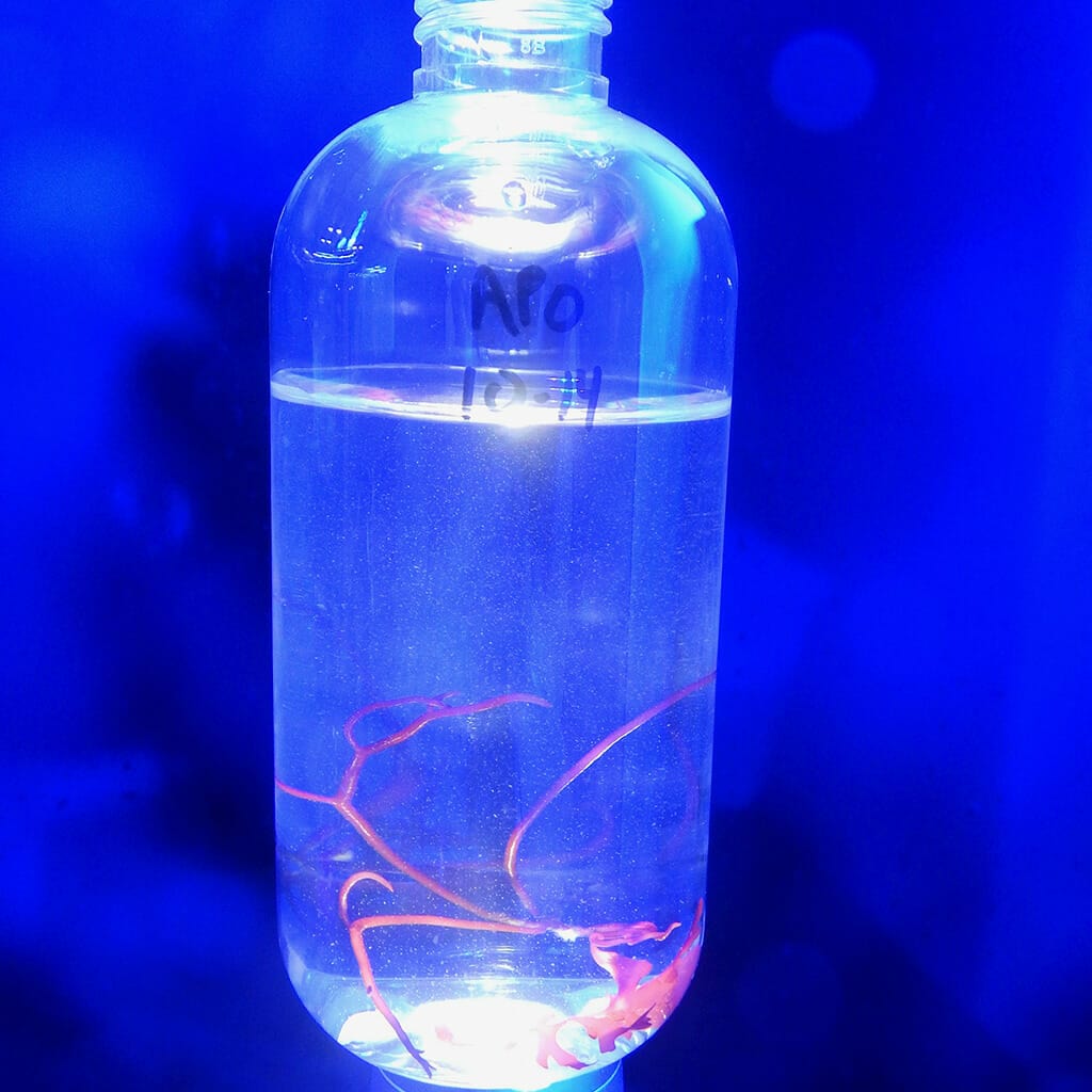 Live Mixed Copepods (Tisbe & Apocyclops) - Reef Genetics