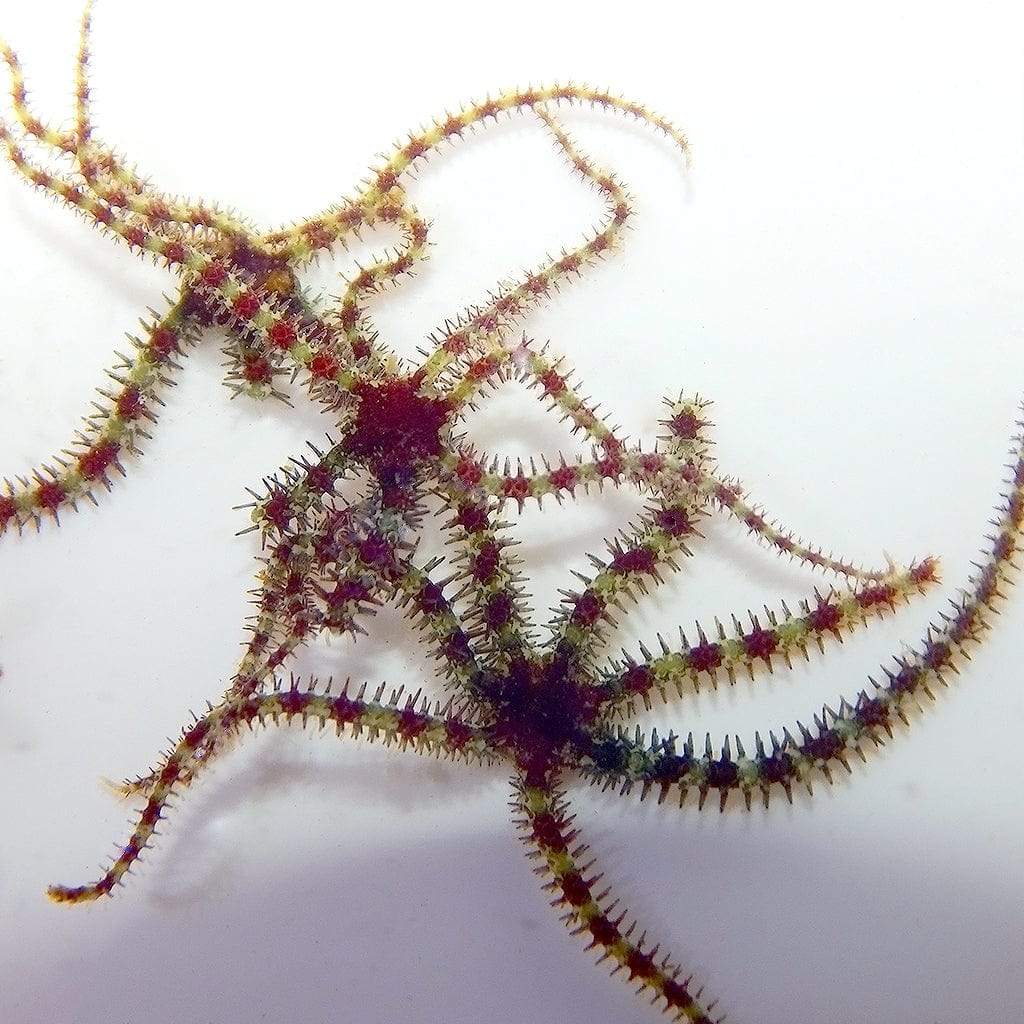 Micro Brittle Starfish - Sustainably Aquacultured 5 Pack