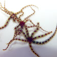 Micro Brittle Starfish - Sustainably Aquacultured 5 Pack