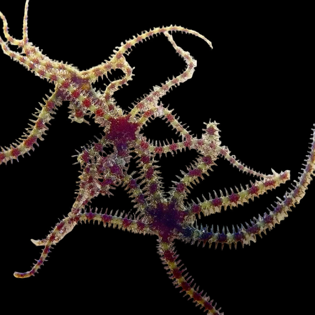 Micro Brittle Starfish - Sustainably Aquacultured 5 Pack