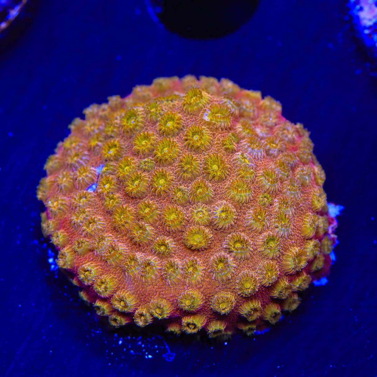 24k Gold Cyphastrea Coral