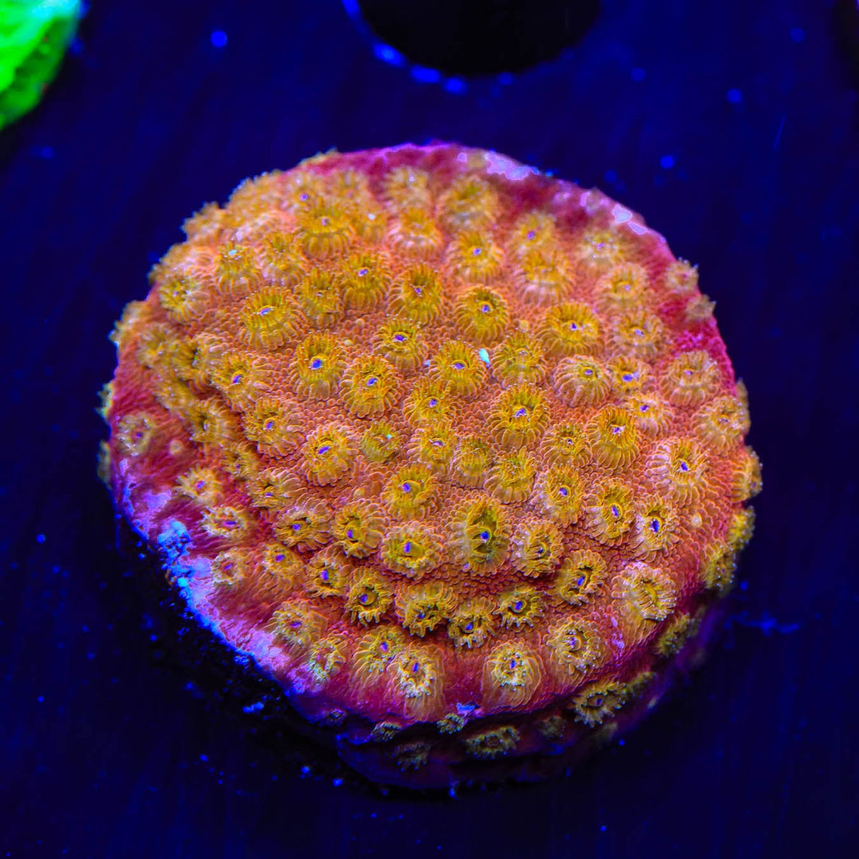 24k Gold Cyphastrea Coral