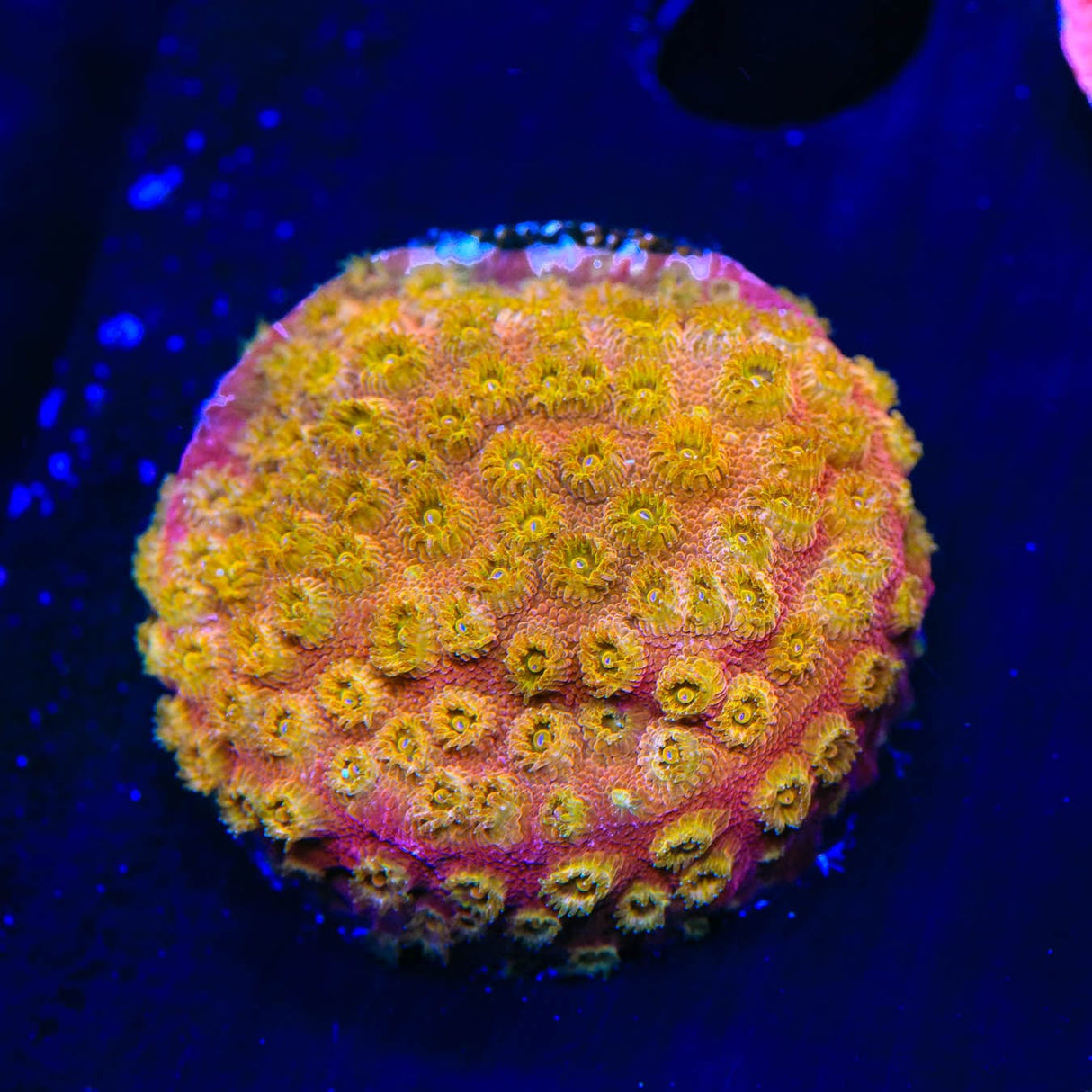 24k Gold Cyphastrea Coral