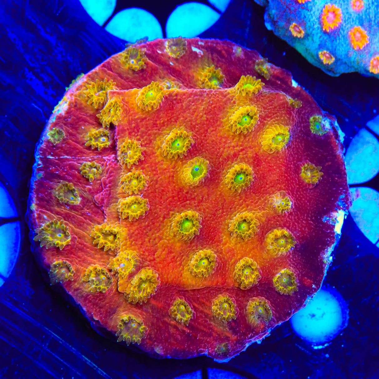 24k Gold Cyphastrea Coral