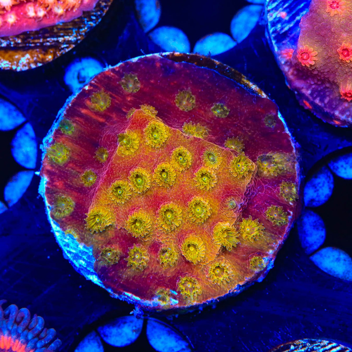 24k Gold Cyphastrea Coral