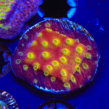 24k Gold Cyphastrea Coral