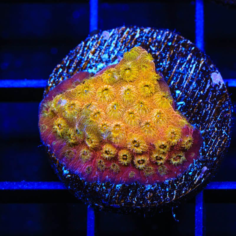 24k Gold Cyphastrea Coral