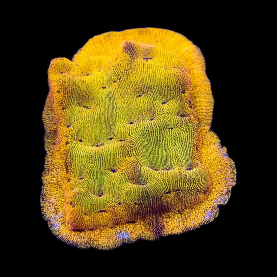 24k Gold Leptoseris Coral