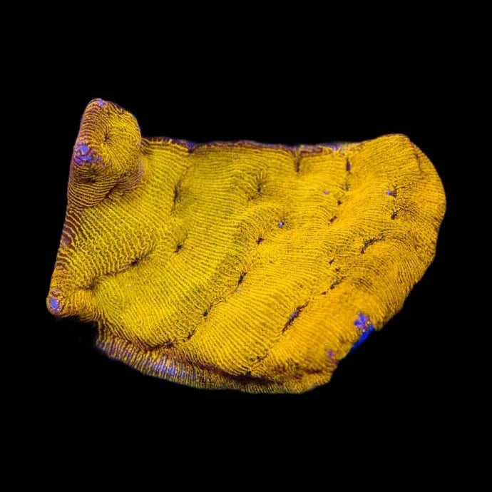 24k Gold Leptoseris Coral