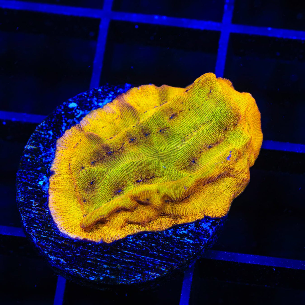 24k Gold Leptoseris Coral
