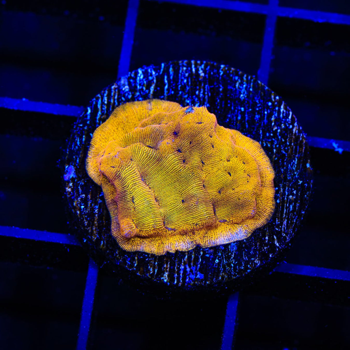 24k Gold Leptoseris Coral