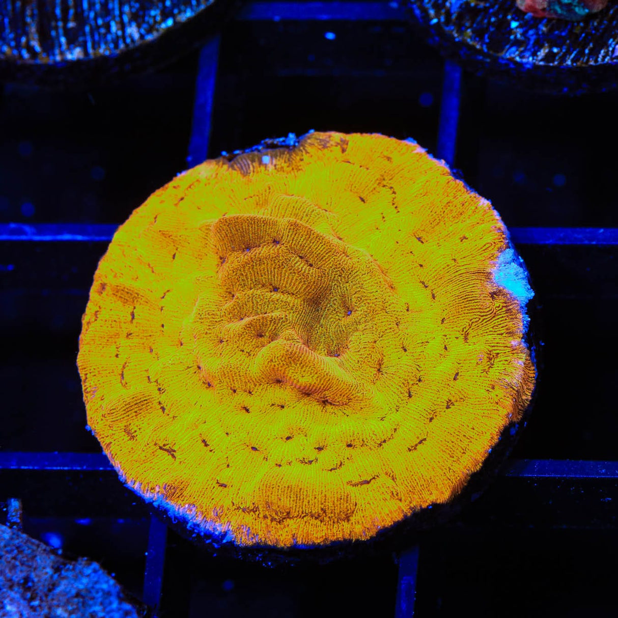 24k Gold Leptoseris Coral