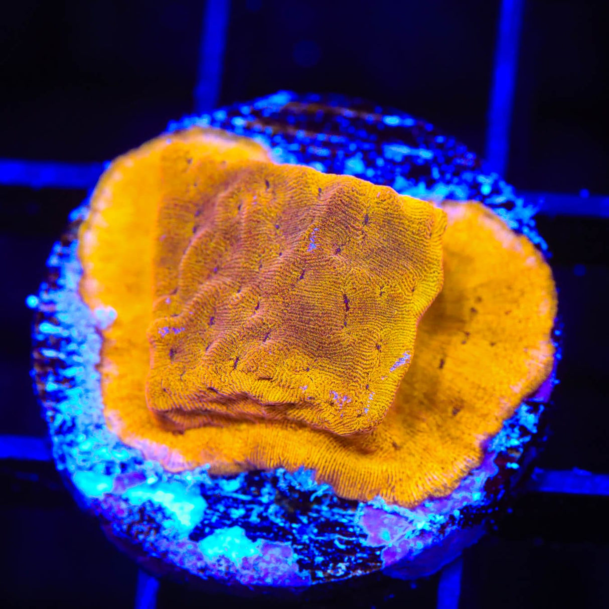 24k Gold Leptoseris Coral