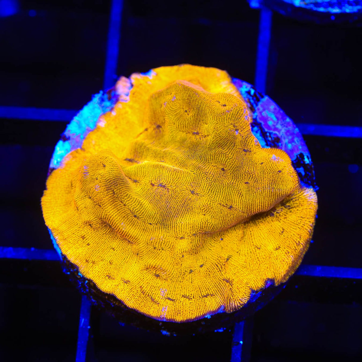 24k Gold Leptoseris Coral