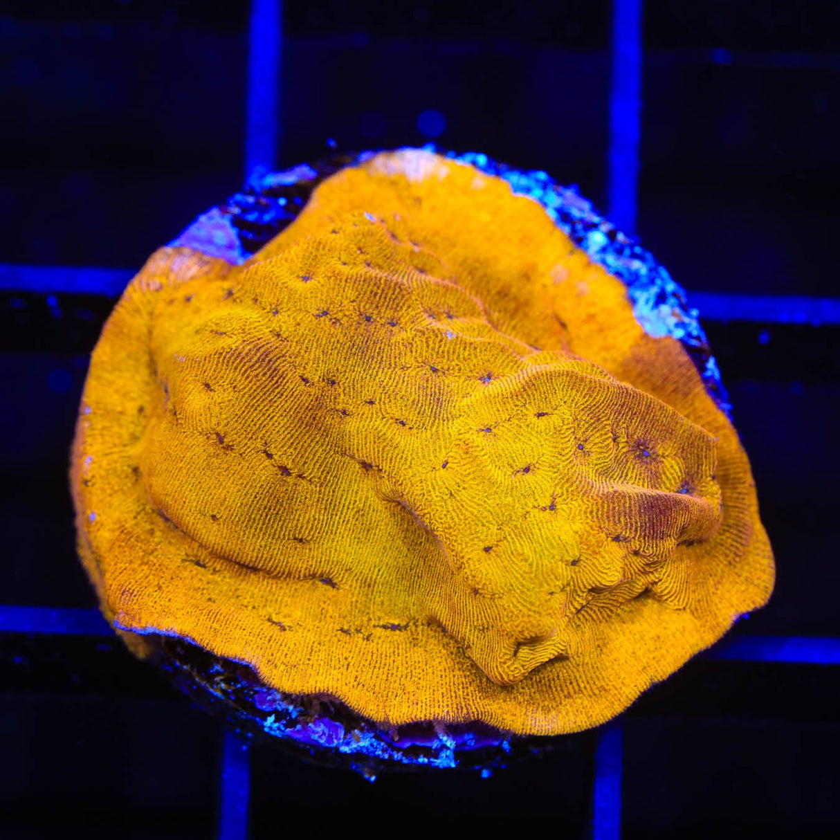 24k Gold Leptoseris Coral