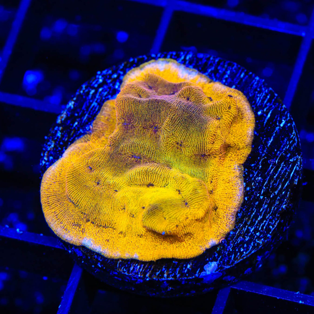 24k Gold Leptoseris Coral
