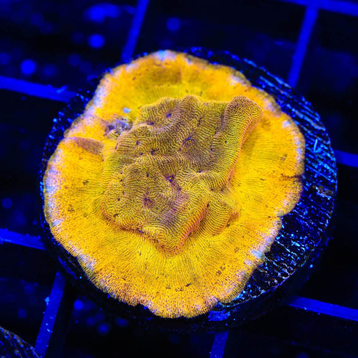 24k Gold Leptoseris Coral