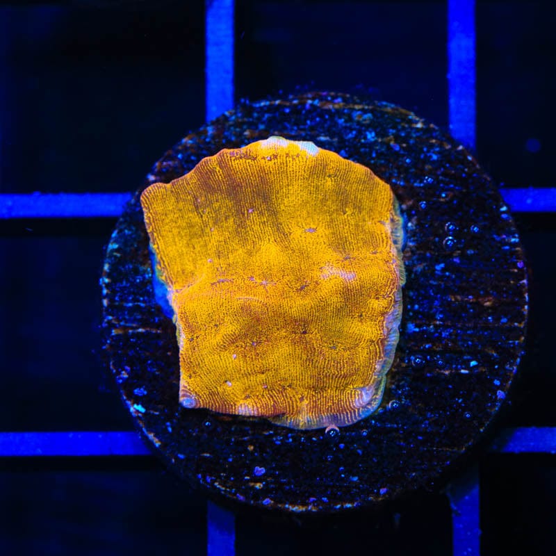 24k Gold Leptoseris Coral