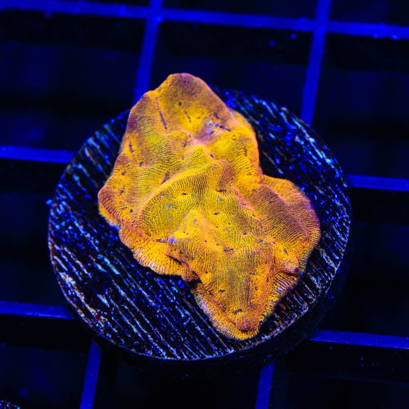 24k Gold Leptoseris Coral