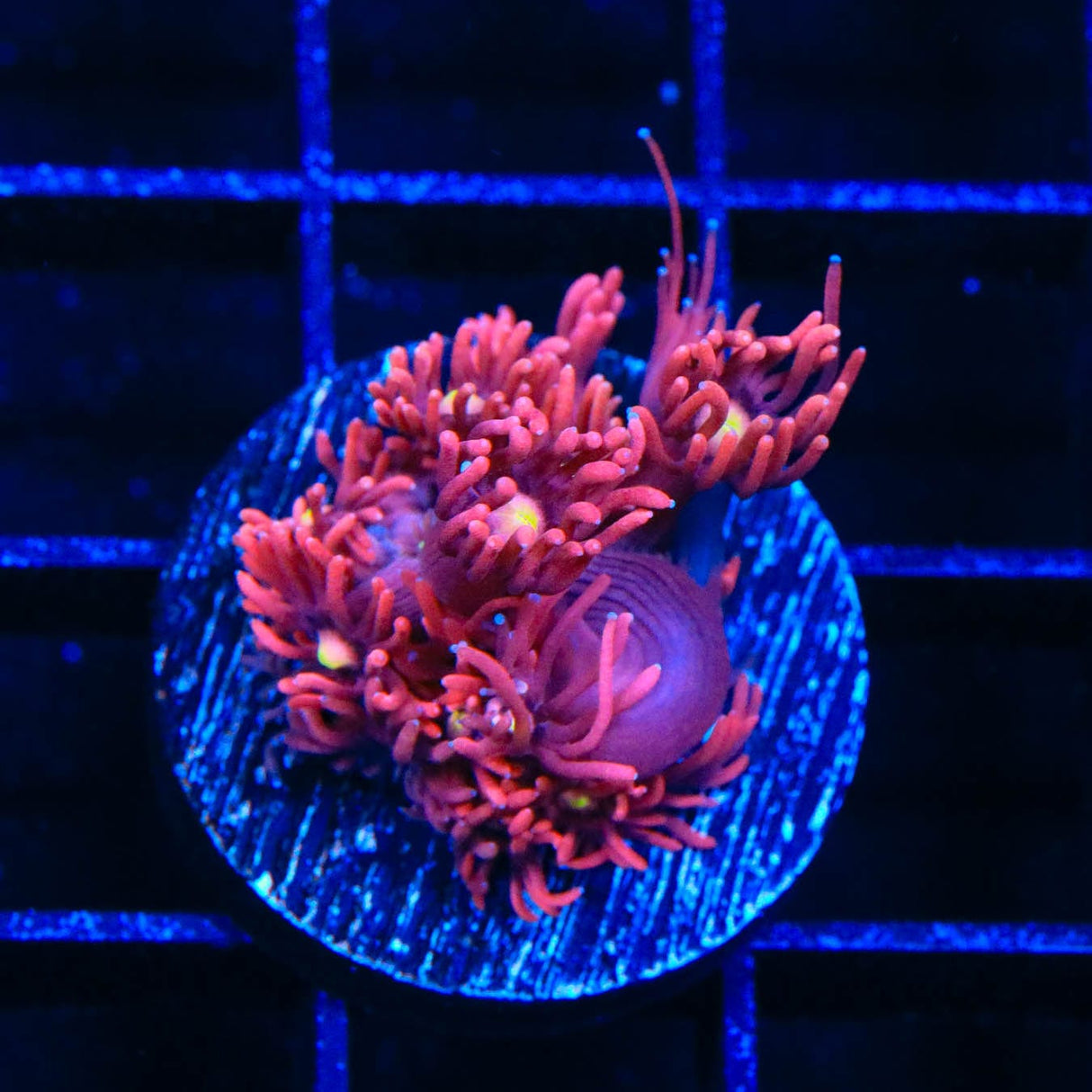 ACI Dragon Breath Goniopora Coral