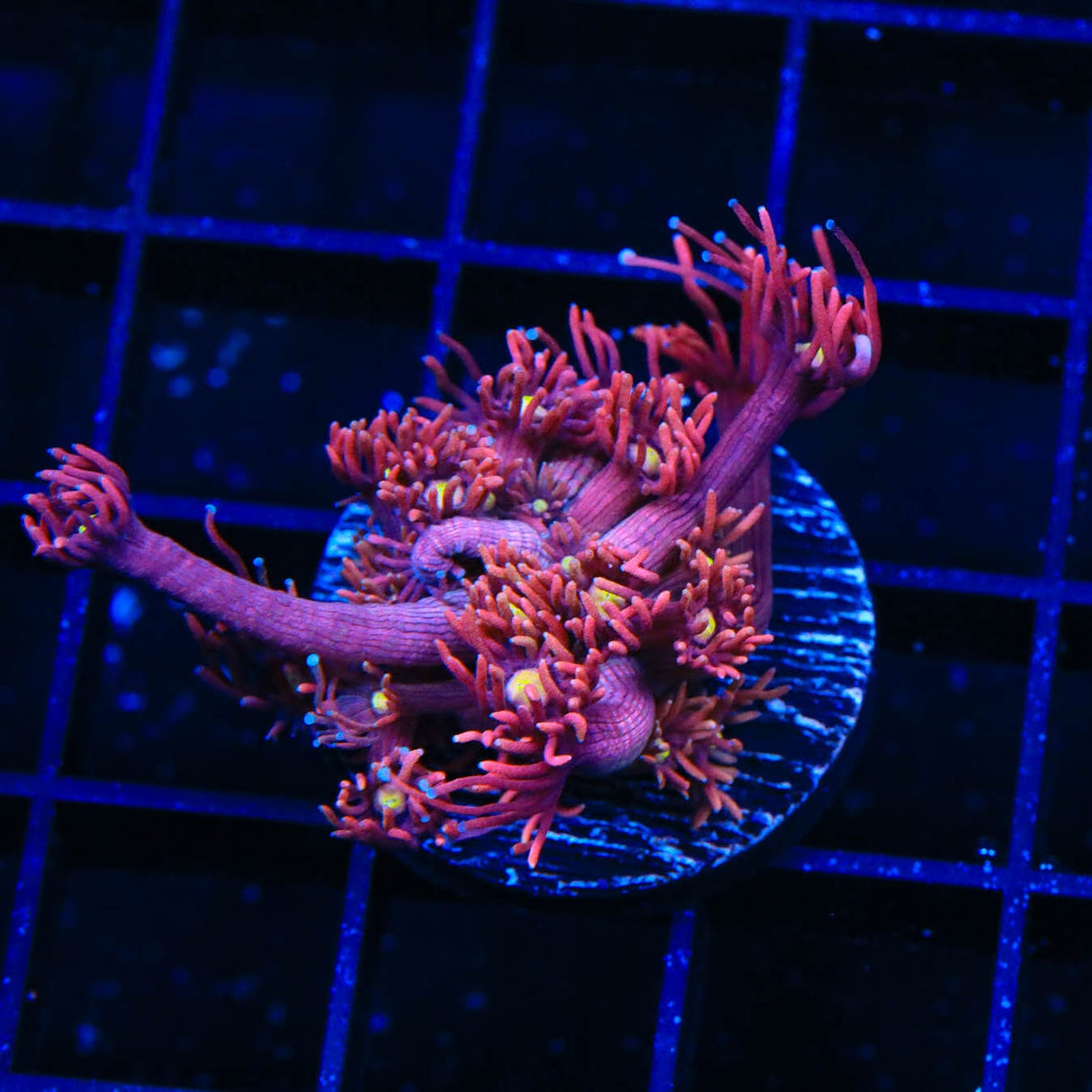 ACI Dragon Breath Goniopora Coral