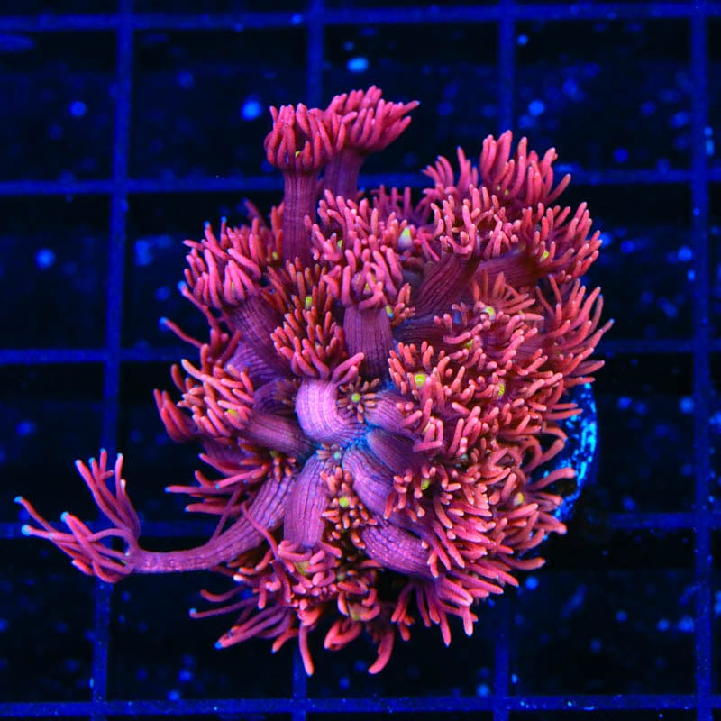 ACI Dragon Breath Goniopora Coral