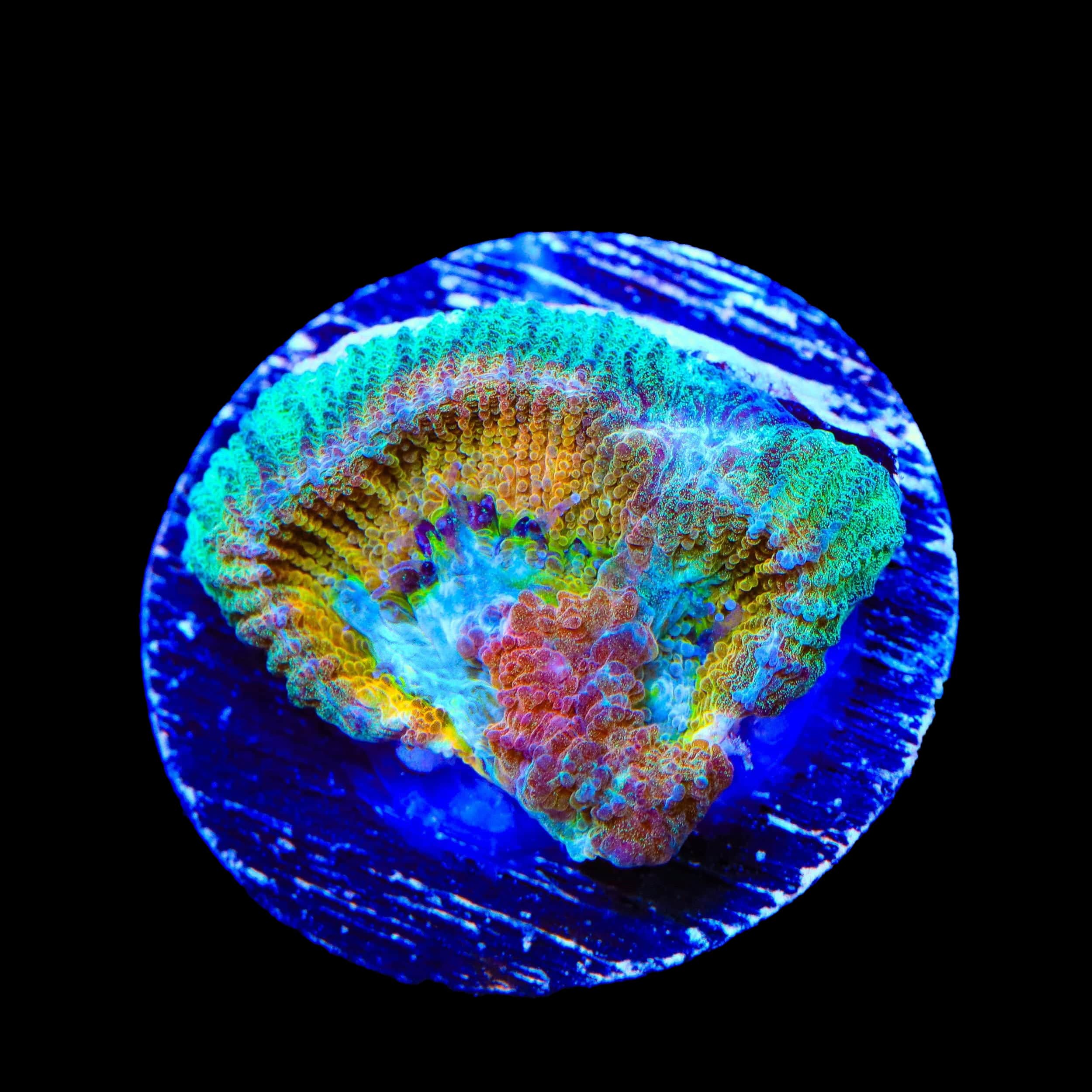 ACI Drunk Monkey Favia Coral