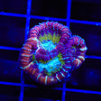ACI Jinx Favia Coral