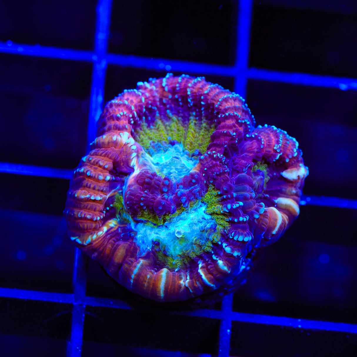 ACI Jinx Favia Coral