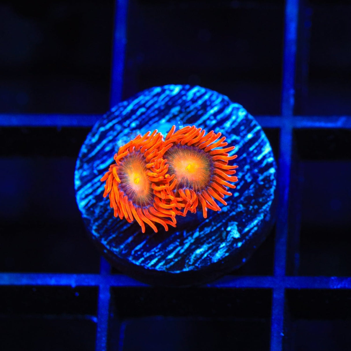 ACI Lorax Zoanthids Coral