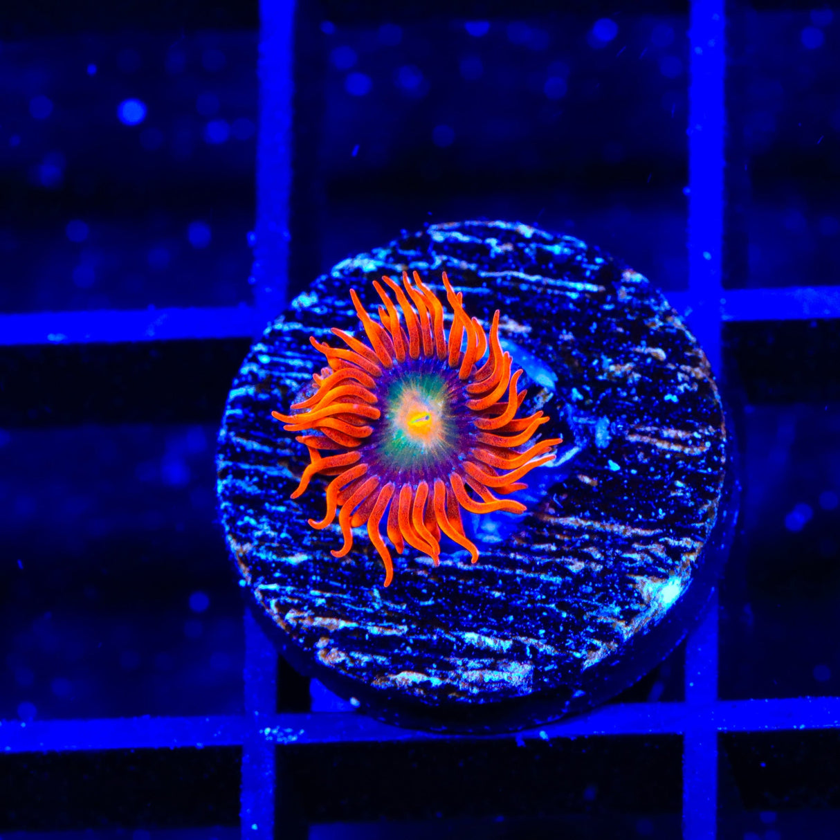 ACI Lorax Zoanthids Coral