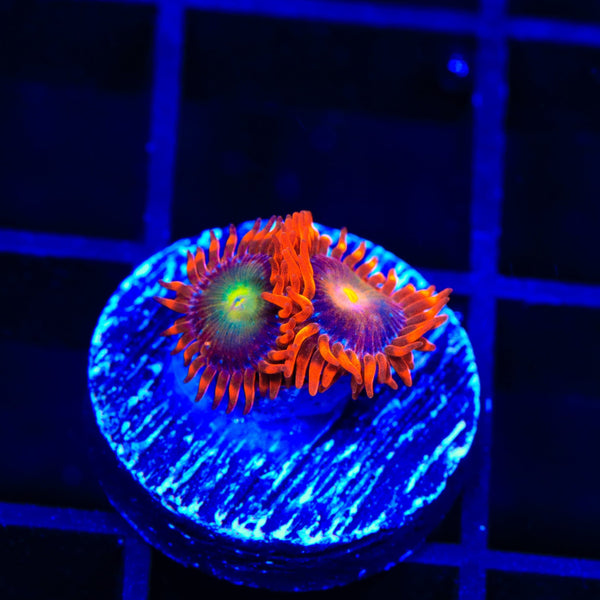 ACI Lorax Zoanthids Coral