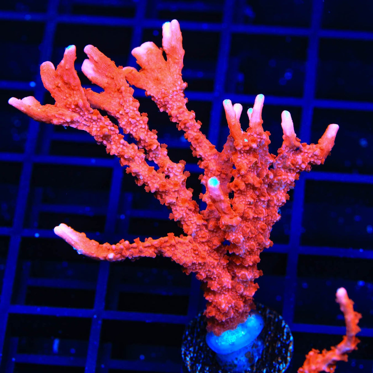 ACI Manila Spy Montipora Coral