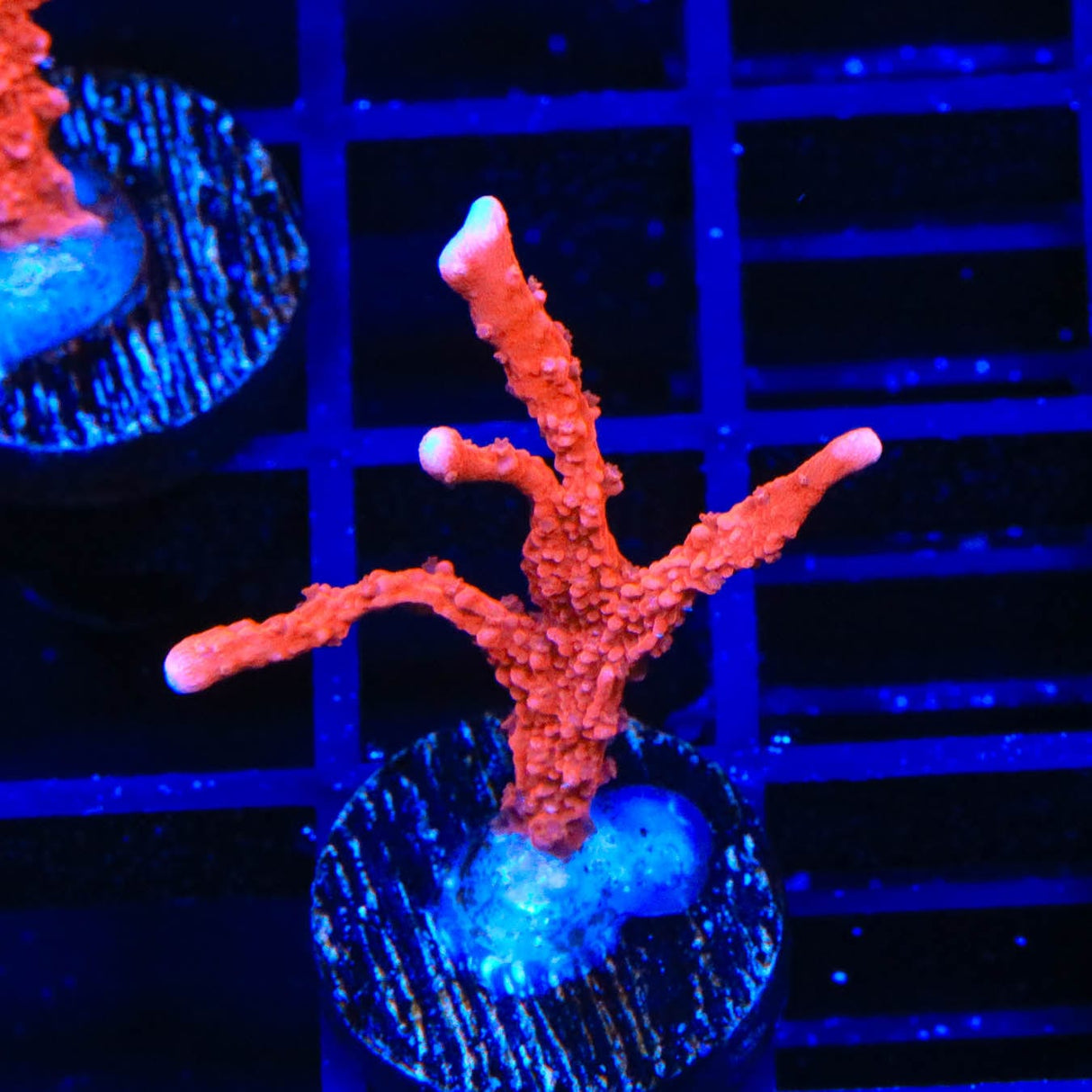 ACI Manila Spy Montipora Coral