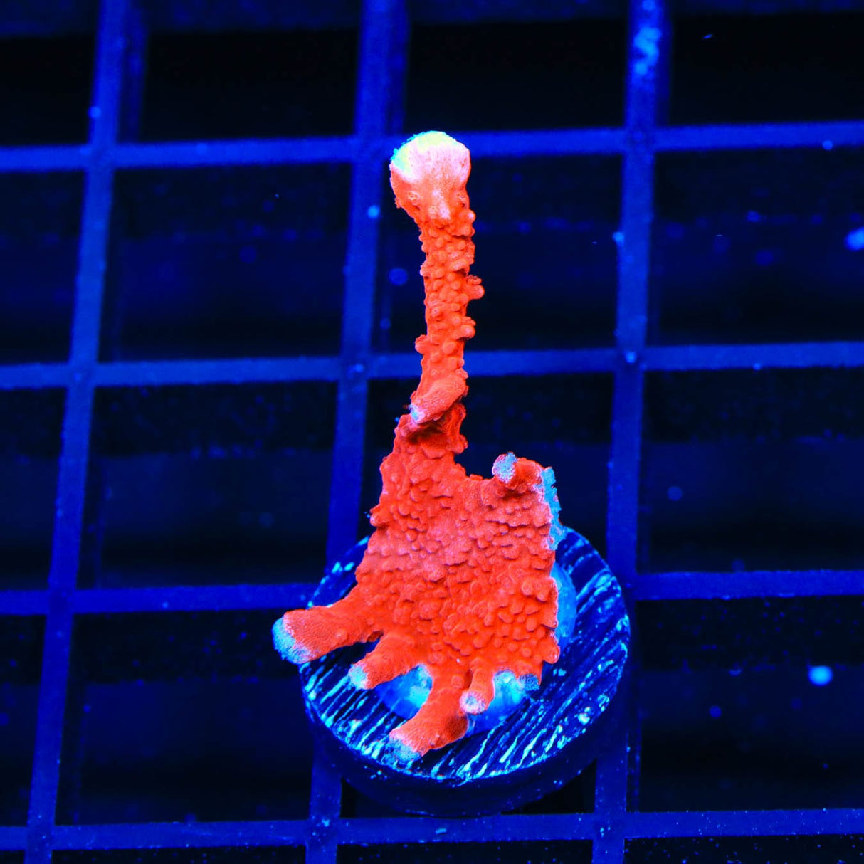 ACI Manila Spy Montipora Coral