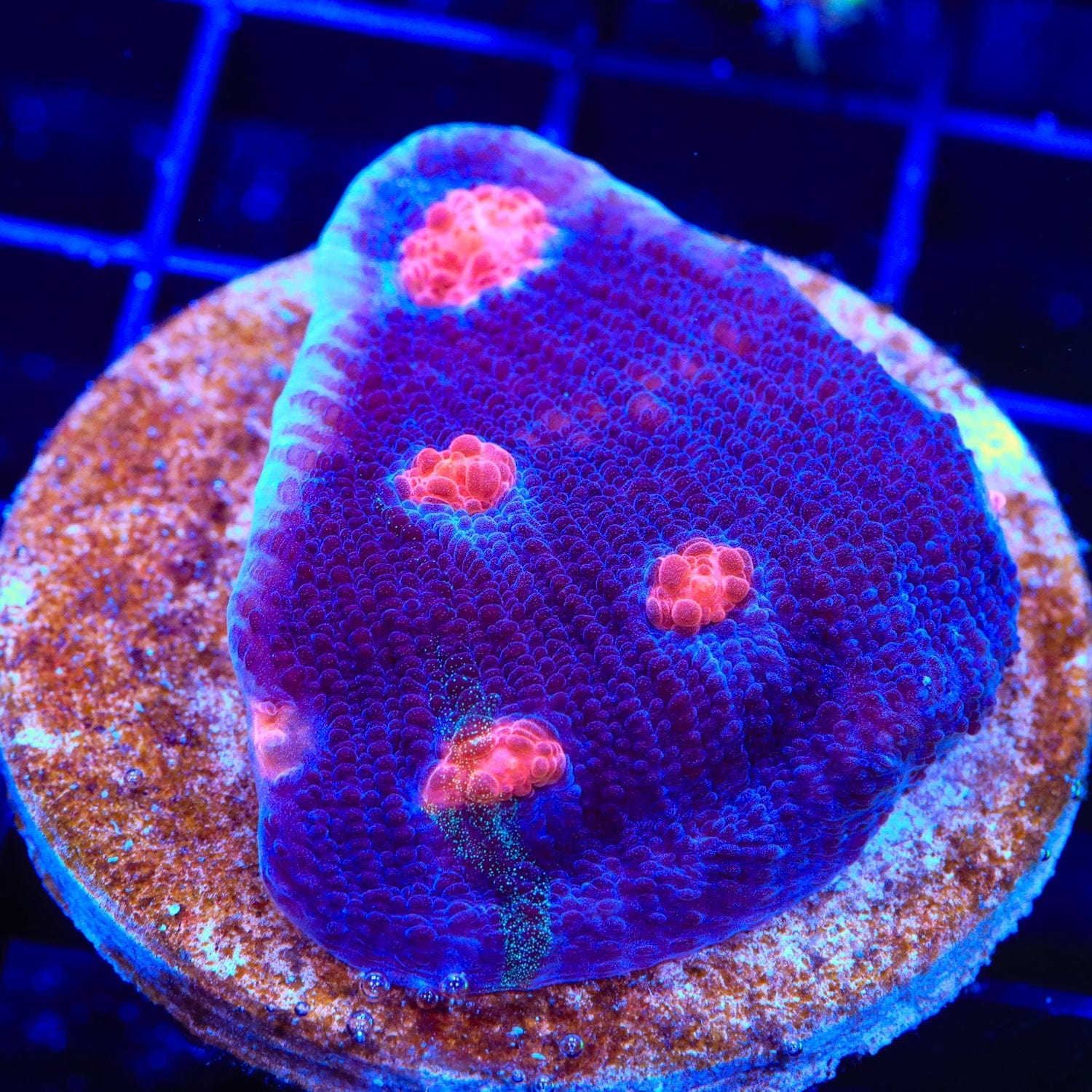 ACI Mike the Mycedium Chalice Colony Coral
